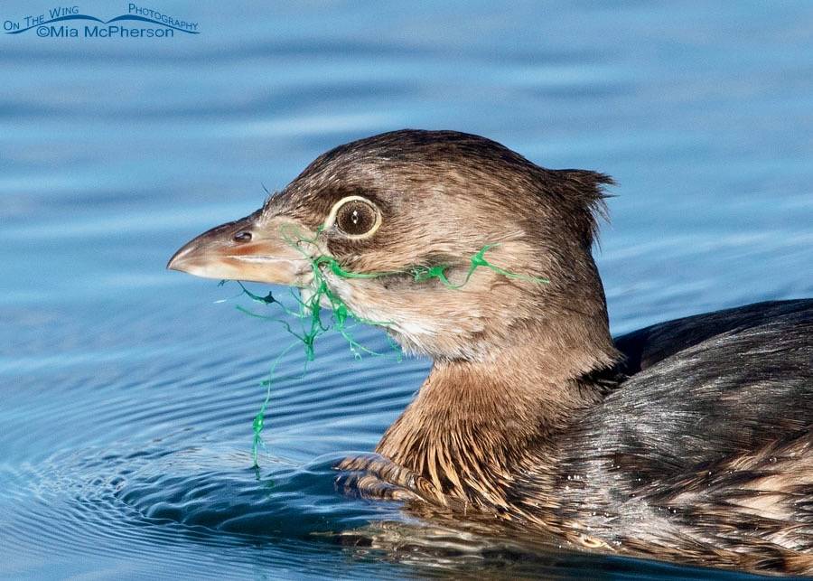 Pied-billed Grebe with Plastic Netting ©Mia McPherson; request permission for use at https://www.onthewingphotography.com/wings/contact-me/